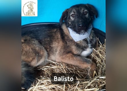 Balisto – vorsichtig? Ja. Langweilig? Ganz sicher nicht!