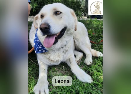 Leona – sanft, stark und bereit für ein neues Kapitel!