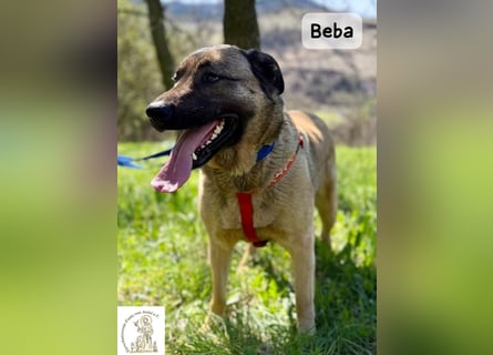 Beba – für Menschen, die das Echte suchen!
