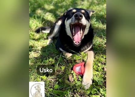 Usko – der, der lernen möchte, wie Leben wirklich geht!