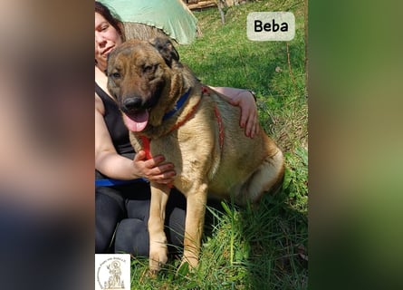 Beba – für Menschen, die das Echte suchen!