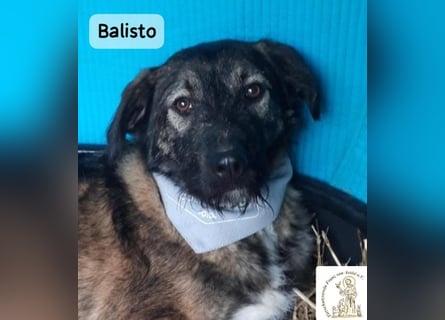 Balisto – vorsichtig? Ja. Langweilig? Ganz sicher nicht!