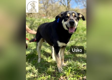 Usko – der, der lernen möchte, wie Leben wirklich geht!