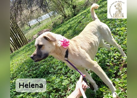 Helena – Schönheit mit Charakter und einem ganz besonderen Lächeln!