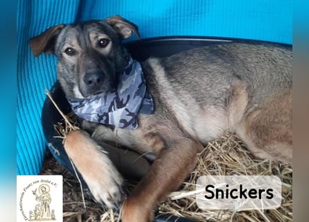 Snickers – leise unterwegs, aber nicht zu unterschätzen!