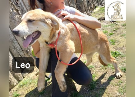 Leo – der kleine Beobachter mit großen Plänen!