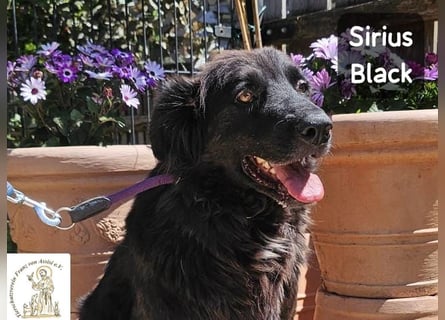 Sirius Black – Vier Pfoten, die einfach dazugehören wollen!