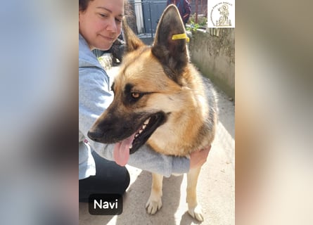 Navi – stark, sensibel, besonders – sucht ihr Gegenstück!