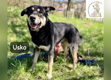 Usko – der, der lernen möchte, wie Leben wirklich geht!