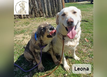 Leona – sanft, stark und bereit für ein neues Kapitel!