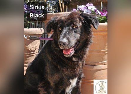 Sirius Black – Vier Pfoten, die einfach dazugehören wollen!