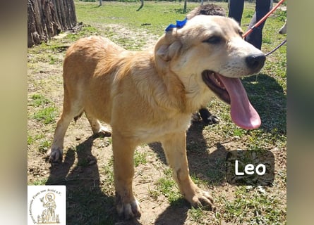 Leo – der kleine Beobachter mit großen Plänen!