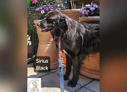 Sirius Black – Vier Pfoten, die einfach dazugehören wollen!