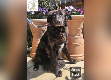 Sirius Black – Vier Pfoten, die einfach dazugehören wollen!