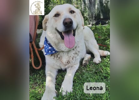 Leona – sanft, stark und bereit für ein neues Kapitel!