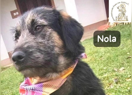 Nola – ist bereit, wenn du es bist!