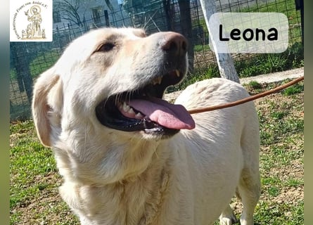 Leona – sanft, stark und bereit für ein neues Kapitel!