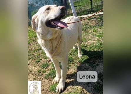 Leona – sanft, stark und bereit für ein neues Kapitel!