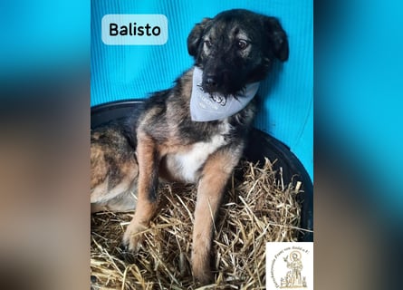 Balisto – vorsichtig? Ja. Langweilig? Ganz sicher nicht!