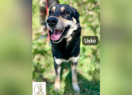 Usko – der, der lernen möchte, wie Leben wirklich geht!