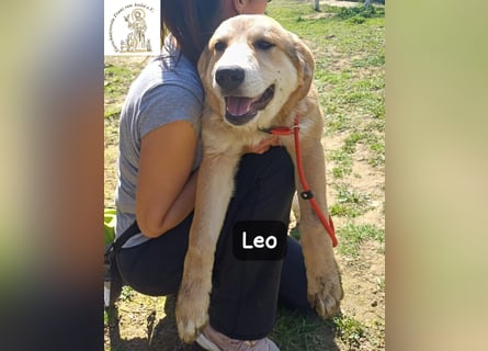 Leo – der kleine Beobachter mit großen Plänen!