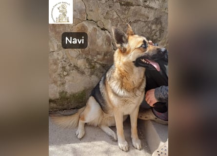Navi – stark, sensibel, besonders – sucht ihr Gegenstück!