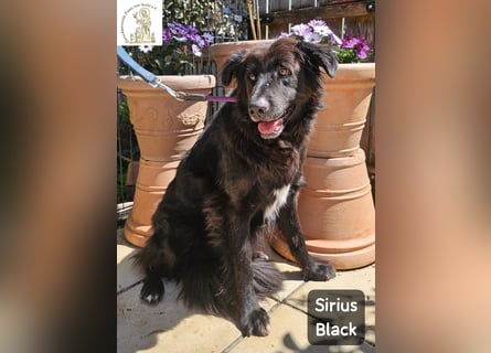 Sirius Black – Vier Pfoten, die einfach dazugehören wollen!