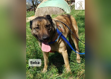 Beba – für Menschen, die das Echte suchen!