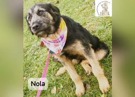 Nola – ist bereit, wenn du es bist!