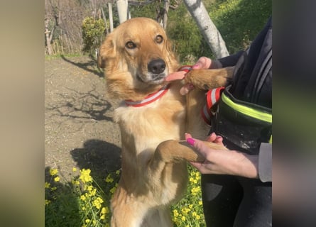 Frida - eine Traumhündin mit wunderschönen Ohren