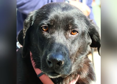 Calvin – Zurückhaltender Schatz wartet auf Zuhaus mit Herz und Pfote