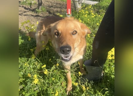 Frida - eine Traumhündin mit wunderschönen Ohren