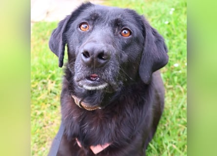 Calvin – Zurückhaltender Schatz wartet auf Zuhaus mit Herz und Pfote