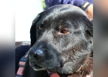 Calvin – Zurückhaltender Schatz wartet auf Zuhaus mit Herz und Pfote