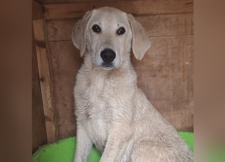 Lupin - freundlicher junger Bub