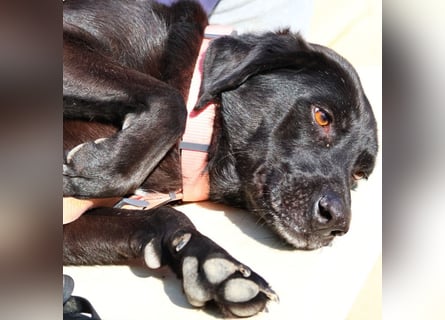 Calvin – Zurückhaltender Schatz wartet auf Zuhaus mit Herz und Pfote