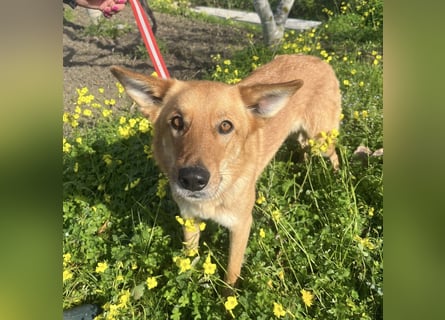 Frida - eine Traumhündin mit wunderschönen Ohren