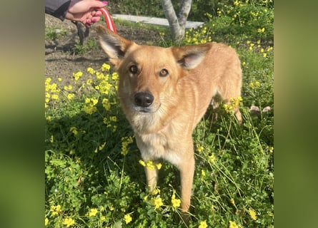 Frida - eine Traumhündin mit wunderschönen Ohren