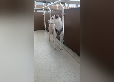 Bailey: wer fängt sie auf?