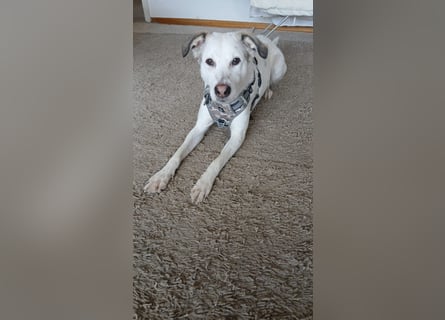 Bailey: wer fängt sie auf?