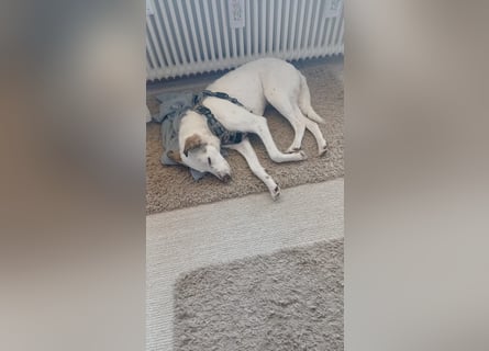 Bailey: wer fängt sie auf?