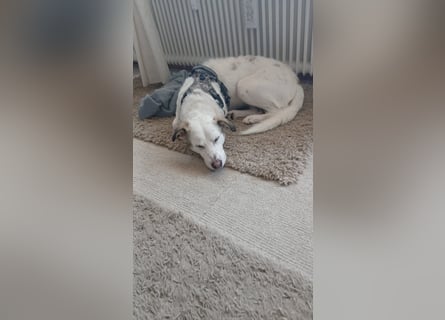 Bailey: wer fängt sie auf?