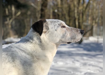 Ayla wartet in 95233 Helmbrechts