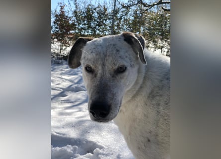 Ayla wartet in 95233 Helmbrechts