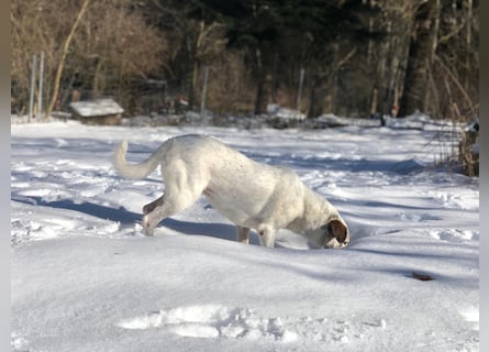 Ayla wartet in 95233 Helmbrechts