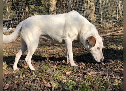 Ayla wartet in 95233 Helmbrechts