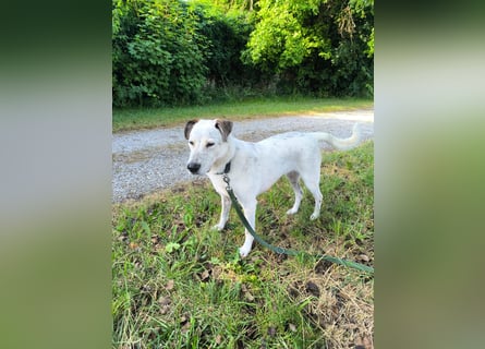 Ayla wartet in 95233 Helmbrechts