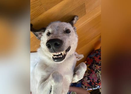 Ayla wartet in 95233 Helmbrechts