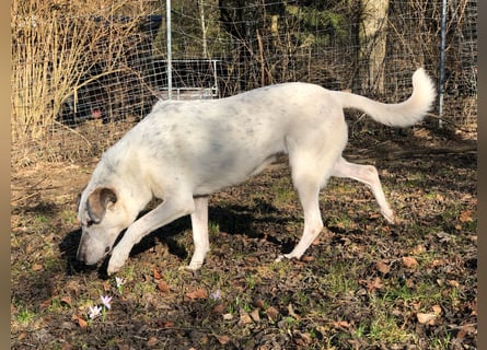 Ayla wartet in 95233 Helmbrechts