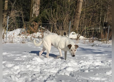 Ayla wartet in 95233 Helmbrechts